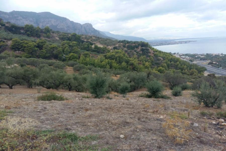 Αγροτεμάχιο στον Πλάτανο Αιγιαλείας