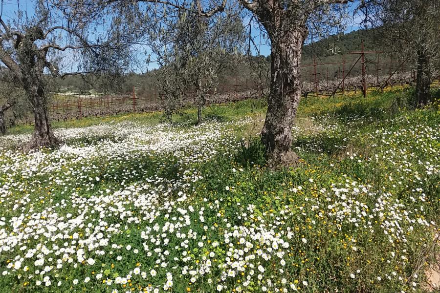 Οικόπεδο Περοχή Σπαθοβούνι, Δήμος Κορινθίων, Νομός Κορινθίας 