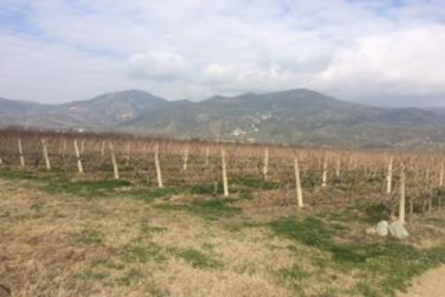 Joint tenancy 37,50% on a land parcel in Tyrnavos