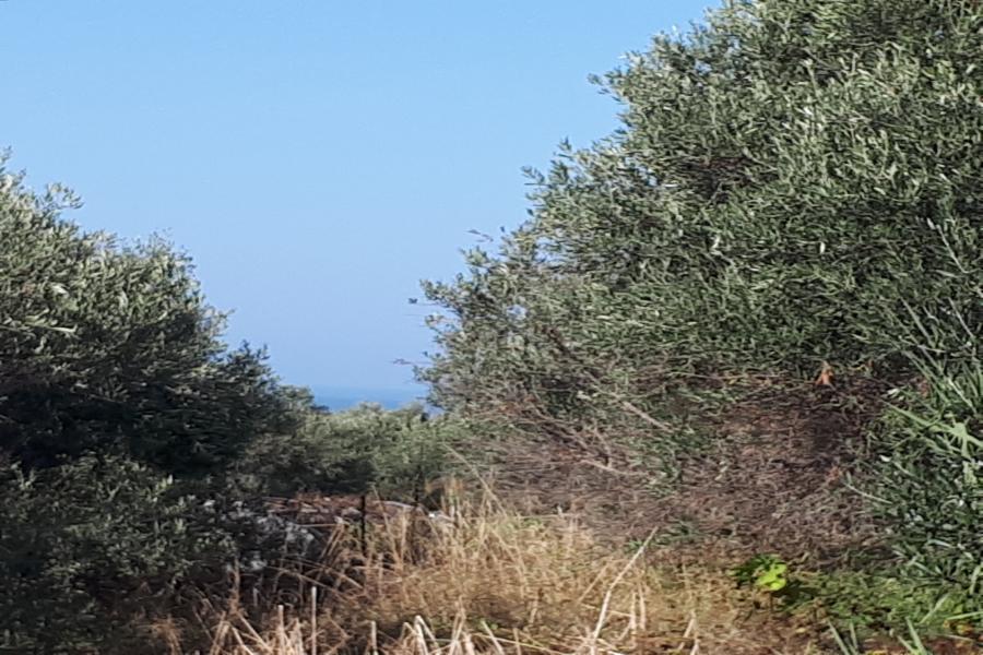 Οικόπεδο Ανώνυμη Δημοτική Οδός, Περιοχή Δρακιάνα, Δήμος Πλατανιά, Νομός Χανίων