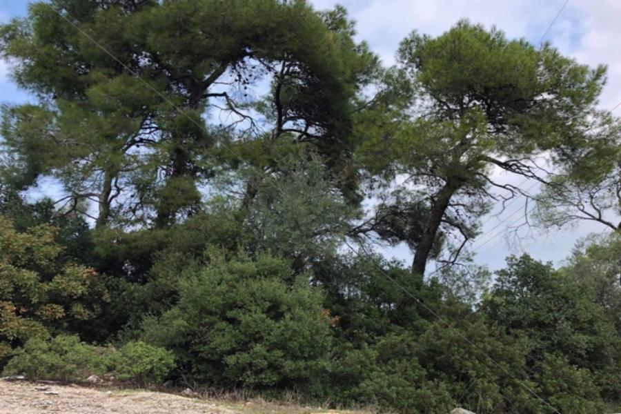 Οικόπεδο Αλκυονίδων, Θέση «ΑΜΟΝΙ», Περιοχή Σοφικό Κορινθίας, Δημοτική Ενότητα Σολυγείας, Δήμος Κορινθίων, Νομός Κορινθίας