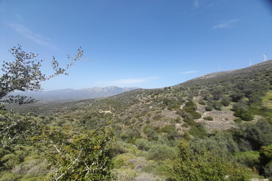 Γήπεδο στο Μενίδι Άνω Βαθειάς, Αμάρυνθος Ευβοίας