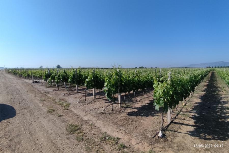 1/6 έκτασης στη θέση Καμπύλαγα, Τύρναβος