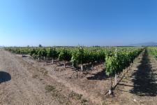 1/6 έκτασης στη θέση Καμπύλαγα, Τύρναβος